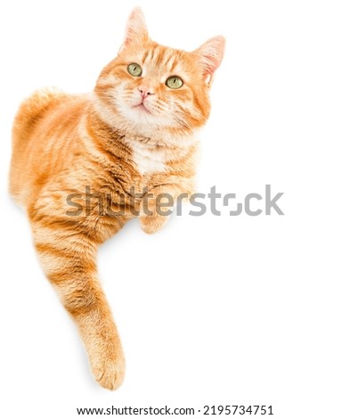 ginger cat lies dangling its paw and looking to the side on a white isolated background Foto d'archivio © 