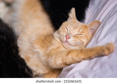 Ginger The Cat Lies With His Eyes Closed On A White Sheet On The Couch.