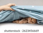 ginger cat lies on the bed under the blanket. the cat hid under the blanket from people. The breeder found a cat under the blanket, close-up.