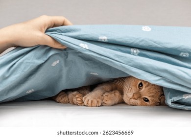 El gato de jengibre yace en la cama debajo de la manta y se esconde debajo de ella. El criador encontró un gato debajo de la manta, de cerca.