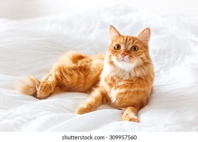 Ginger Cat Lies On Bed. The Fluffy Pet Comfortably Settled To Sleep Or To Play. Cute Cozy Background, Morning Bedtime At Home.