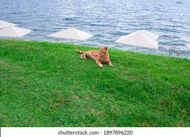 Ginger cat lies on the grass on see coast with white beach umbrellas against blue water. Homeles red cat outdoors. - Powered by Shutterstock