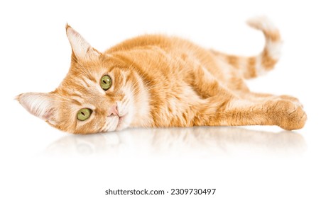 ginger cat lies on its side and looks at the camera on a white isolated background - Powered by Shutterstock