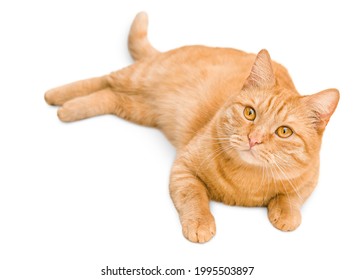 ginger cat lies on white isolated background