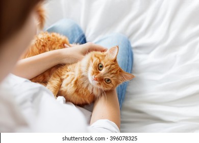 Ginger Cat Lies On Woman's Hands. The Fluffy Pet Comfortably Settled To Sleep Or To Play. Cute Cozy Background With Place For Text. Morning At Home. Soft Focus.