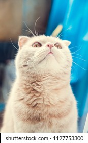 Ginger cat looking