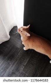 ginger cat looking up