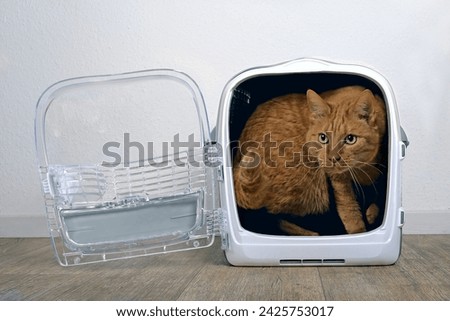Ginger cat looking anxiously out from a open pet carrier.