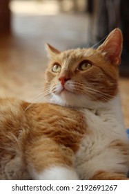 Ginger Cat Looking At Camera. Cute Animal Close Up Photo. Happy Pet's Life Concept. 