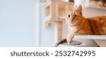 A ginger cat looking at camera lounges comfortably on a wooden cat tree shelf in sunlit room