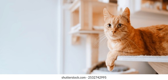 A ginger cat looking at camera lounges comfortably on a wooden cat tree shelf in sunlit room