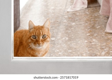 Ginger cat looking at camera through the glass at patio door. Happy pet relaxing in a house. Domestic cat. Copy space on the right. 