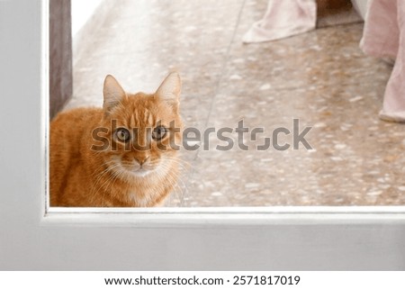 Ginger cat looking at camera through the glass at patio door. Happy pet relaxing in a house. Domestic cat. Copy space on the right. 