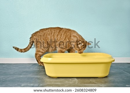 Ginger cat looking curious inside a yellow litter box. Horizontal image.