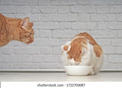 Ginger Cat Looking Jealous To A Tabby Cat Eating Food.