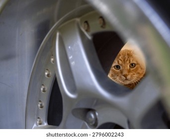Ginger Cat looking through Wheel	