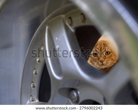 Ginger Cat looking through Wheel	