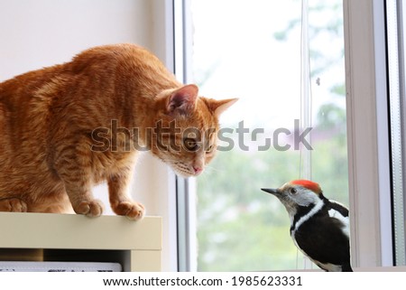 The ginger cat looks in surprise at the unexpected guest - the motley woodpecker. Both were taken aback .... 