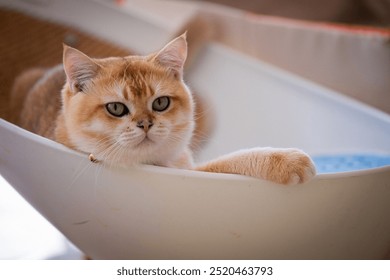 A ginger cat lounging comfortably in a stylish indoor cat bed during a sunny afternoon - Powered by Shutterstock