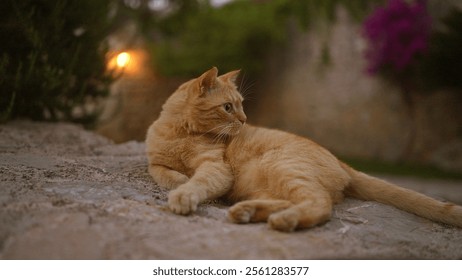 Ginger cat lounging outdoors on stone pathway with lush greenery and evening light in the background