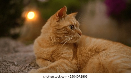 Ginger cat lounging outdoors in a tranquil garden at dusk with soft bokeh lighting in the background, creating a serene and peaceful atmosphere