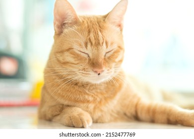 Ginger Cat Lying With Closed Eyes