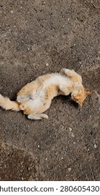 Ginger cat lying down on the ground. Selective focus. Orange cat lying on its back on asphalt
