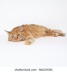 Ginger cat lying down on the white background