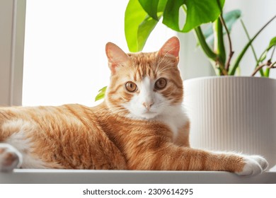 Ginger cat lying in the morning on windowsill at home enjoying sun relaxing. Indoor plants on the windowsill and red kitten. Fluffy pet looks in window. - Powered by Shutterstock