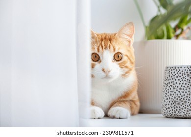 Ginger cat lying in the morning on windowsill at home enjoying sun relaxing. Indoor plants on the windowsill and red kitten. Fluffy pet looks in window. - Powered by Shutterstock