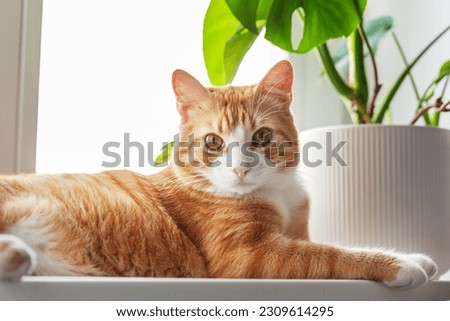Ginger cat lying in the morning on windowsill at home enjoying sun relaxing. Indoor plants on the windowsill and red kitten. Fluffy pet looks in window.