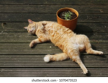 Ginger Cat Lying on Back on Terrace next to Plant Pot