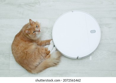 Ginger Cat Lying On The Floor Next To A Robot Vacuum Cleaner. View From Above.