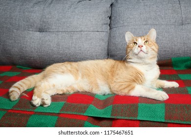 Ginger cat lying on sofa