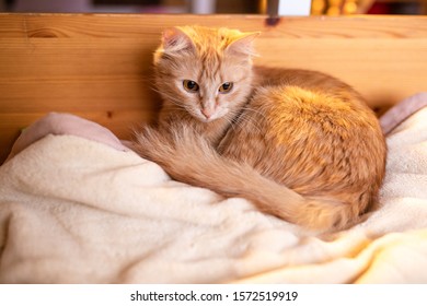 ginger cat lying on the sofa sofa king.