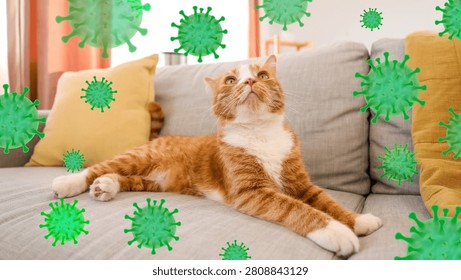 Ginger cat lying on sofa surrounded by virus illustrations