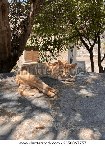 Ginger cat lying on a stone surface under tree shade in a peaceful Greek village. Warm summer sunlight and traditional background architecture.