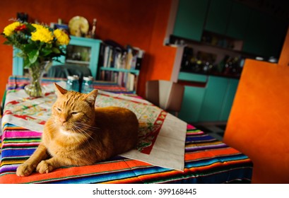 Ginger Cat Lying On Table And Mexican Table Cloth