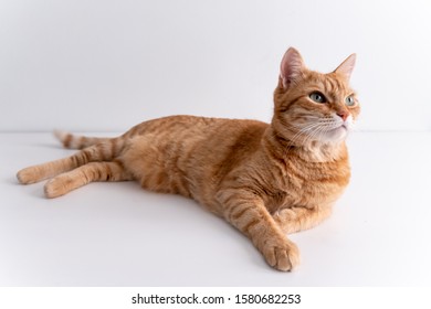 Ginger cat lying on a white table and looking away thoughtfully. Cute cat with green eyes. At the veterinarian. Patient pet