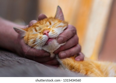A ginger cat and a male hand. The protection of pet animals. Do not drop the Pets. The cat is sad for the owner. Take animals from a shelter - Shutterstock ID 1315434560