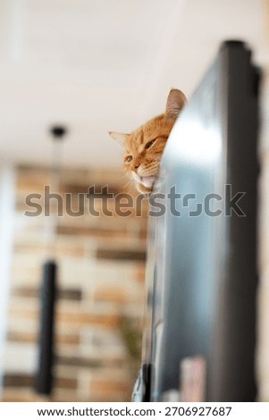 Ginger cat napping on top of a refrigerator