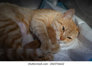 Ginger Cat On The 2nd Day After Giving Birth To Two Kittens: White And Ginger. Kittens Are Still Blind And Do Not Stand On Their Paws