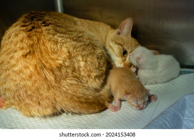 Ginger Cat On The 2nd Day After Giving Birth To Two Kittens: White And Ginger. Kittens Are Still Blind And Do Not Stand On Their Paws