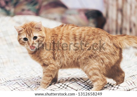 Ginger Cat on the Bed