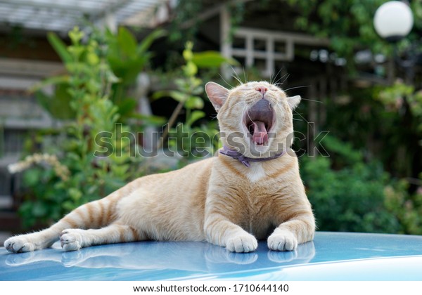 Ginger cat on car roof in motion sleepy yawn\
with natural home\
background.