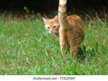 Ginger Cat On Grass, Looking Back