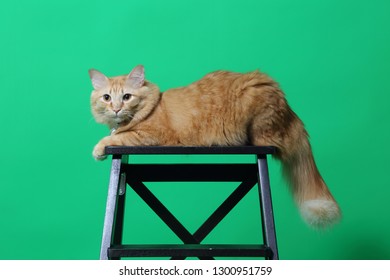 The Ginger Cat On The Green Screen.