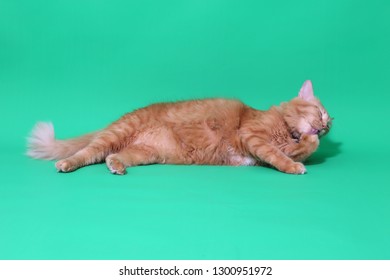 The Ginger Cat On The Green Screen.