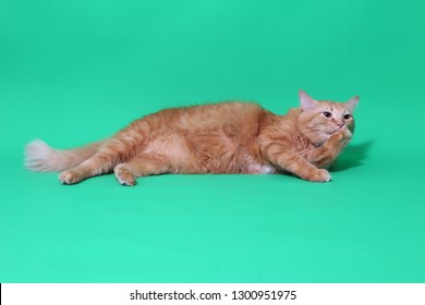 The Ginger Cat On The Green Screen.