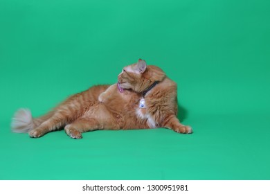 The Ginger Cat On The Green Screen.